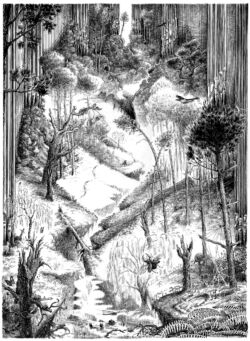Woods Organs